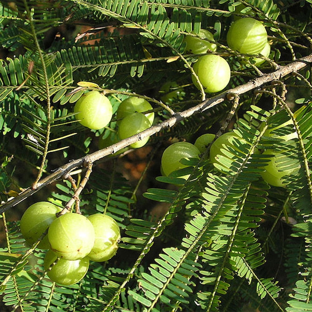 आंवला खाने के फायदे Skin & Hair